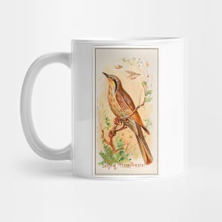 Singing Honey Eater Mug